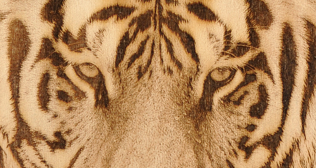 tiger engraving